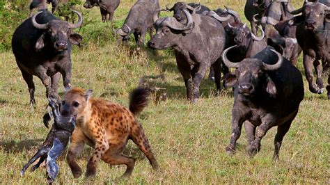 Fight For Survival Wise Mother Buffalo Called The Herd To Save Her