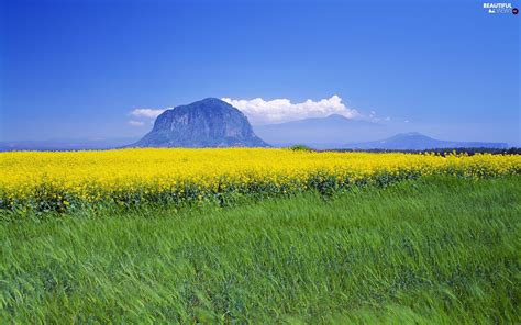 Mountains Island Yellow Flowers Meadow Jeju Beautiful Views
