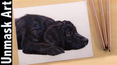 Black Labrador Puppy Colored Pencil Drawing Time Lapse Youtube