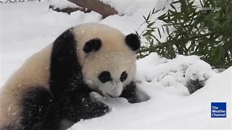 Giant Panda Cubs At The Toronto Zoo Are Having A Blast Playing In The