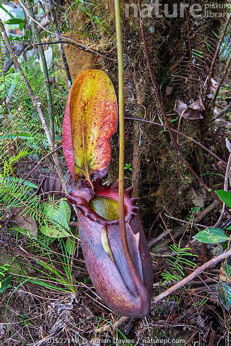 Stock Photo Of Pitcher Plant Nepenthes Rajah Mount Kinabalu Sabah