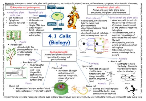 Gcse Biology Revision Flashcards Cell Structure And T