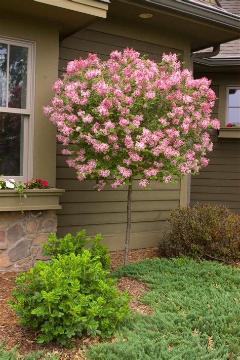 How To Plant And Care For Lilacs Lilac Tree Lilac Gardening Lilac