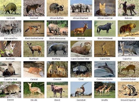 Herbivores And Carnivores Animals List