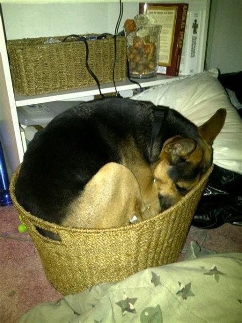16 Hilarious Photos That Prove German Shepherds Can Sleep Absolutely