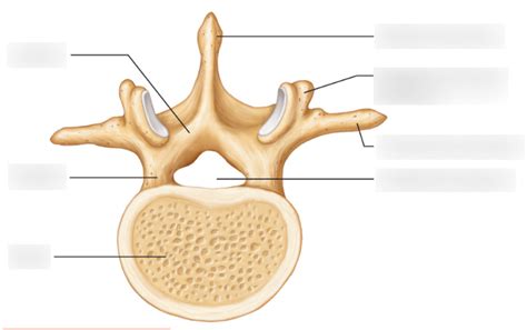 Parts Of Lumbar Vertebra Diagram Quizlet