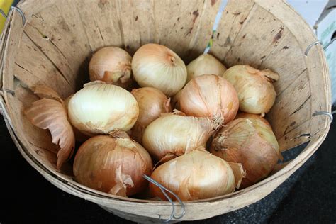 Researchers develop technology to find rotten onions, prevent spread of ...