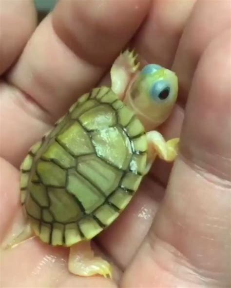 Tiny Turtle Is Too Cute Vídeo Com Vídeos Tartarugas Bonitas