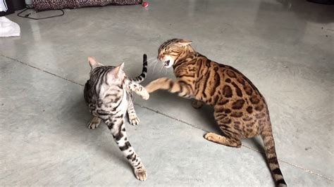 Bengal Cat Vs Bengal Kitten Fight Youtube