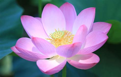 Types of lotus flowers with pictures. Lotus Flower Meaning and Significance All Over the World ...