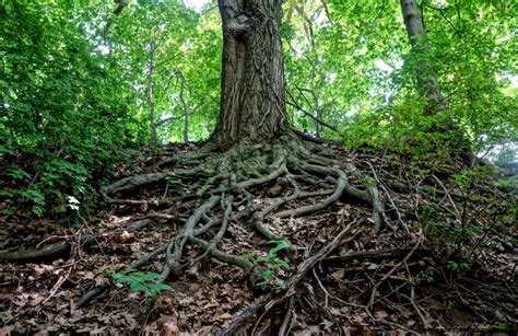 Oak Tree With Roots Wallpapers Gallery