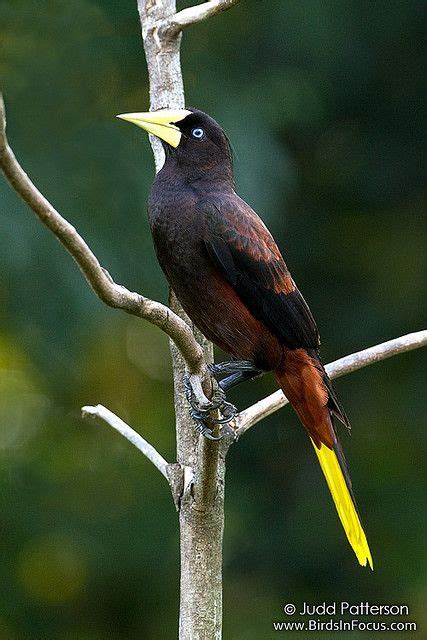 Crested Oropendola Photographed In Trinidad It Has An Impressive