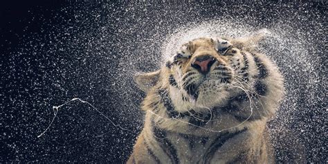 Tiger 4k Wallpapers For Your Desktop Or Mobile Screen Free And Easy To