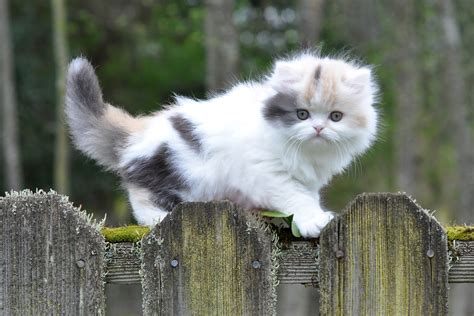 The munchkin is a cat breed that sprang from a natural genetic mutation. Munchkin Cat : History, Characteristics and Temperament - InspirationSeek.com