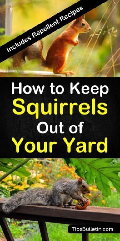 17 Incredibly Easy Ways To Keep Squirrels Out Of Your Yard Get Rid Of Squirrels Squirrel