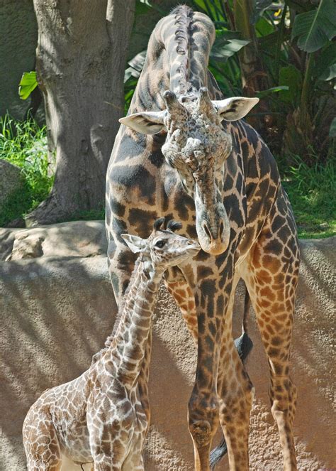Baby Giraffe Debut At The La Zoo Petlvr Archives