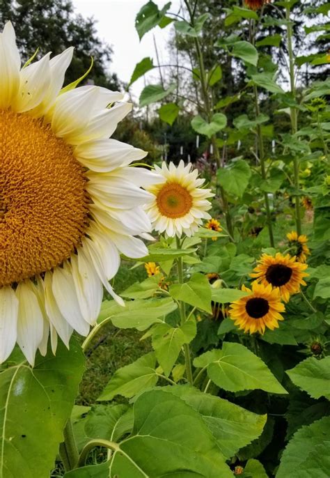 Naturally protected by a phospholipid layer, these help restore and. August 21, cream sunflowers | Sunflower, Plants, August 21