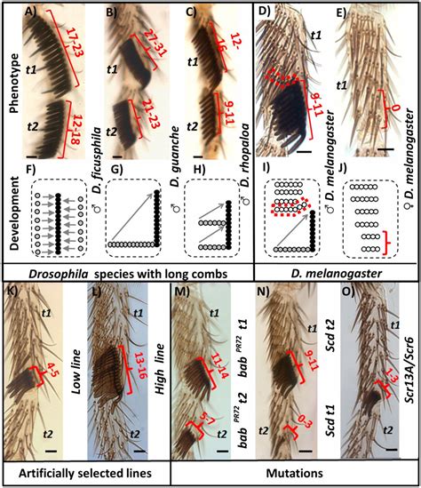 evolution of drosophila b length illustrates the inextricable interplay between selection