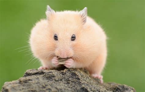 Wallpaper Animals Rodents Hamsters Images For Desktop Section