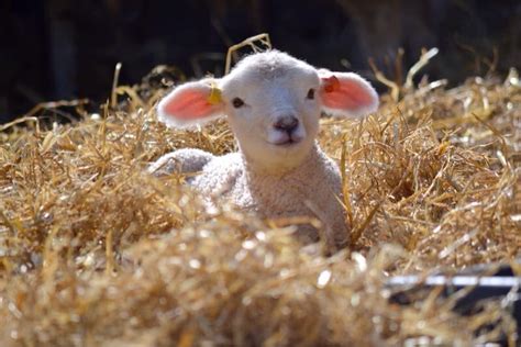 Lambing Live In The Cotswolds Discover Animals