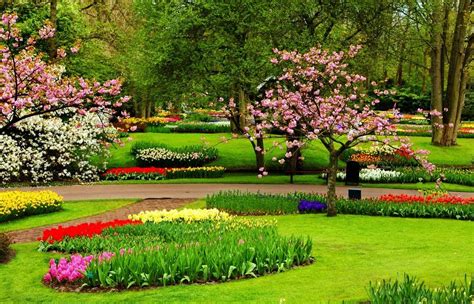 Taman Bunga Sakura Di Cibodas Terbaru
