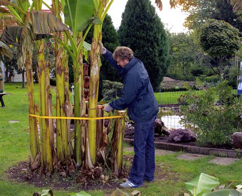 Winterschutz Für Bananenpflanzen Mein Schöner Garten