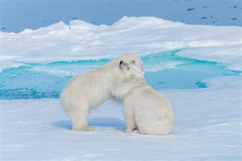 Polar Bear Hd Wallpaper Background Image 2000x1335 Id1117459