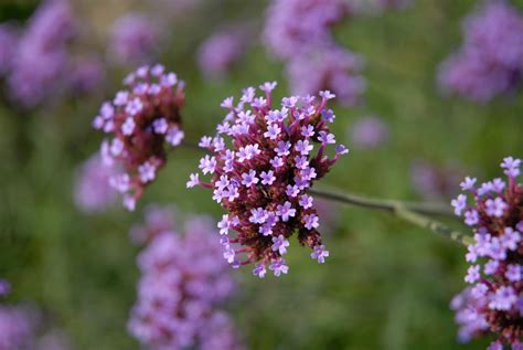 Vervain Benefits Side Effects And Preparations