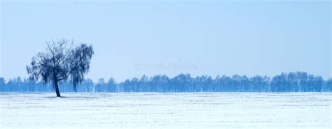 Panorama Of A Snow Covered Field With A Lonely Birch Stock Photo