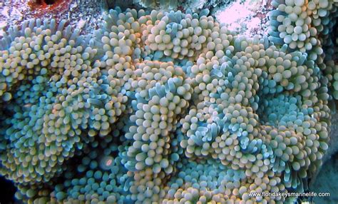 Florida Keys Marine Life Tropical Fish Ricordia And