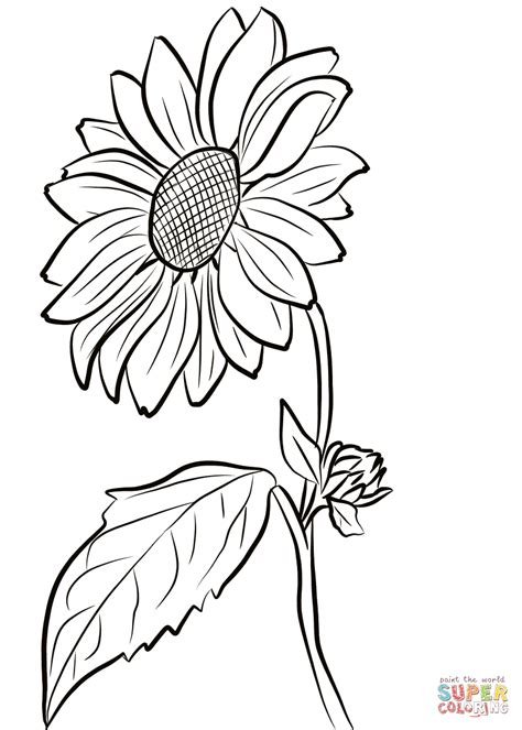 Supercoloring.com is a super fun for all ages: Sunflower coloring page | Free Printable Coloring Pages