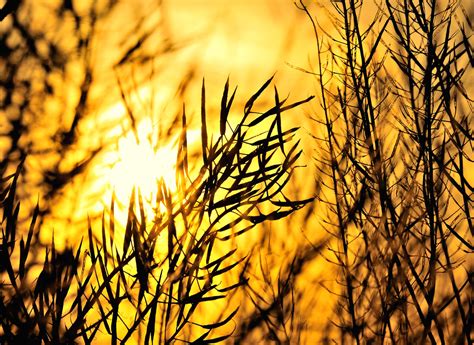 Sunlight Through The Reeds Sunlight Through The Reeds Flickr