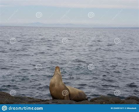 Group Of Sea Lions Lying On A Rock Near The Sea Stock Image Image Of