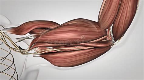 Músculos Del Brazo Y Anatomía Del Músculo Humano Del Tendón Stock De