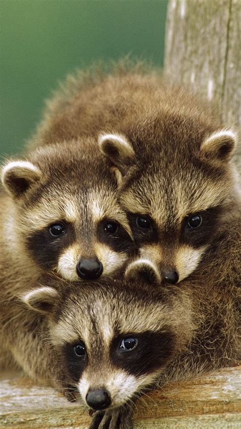 Adorable Baby Raccoons Cuteness Cute Animals Cute Baby Animals