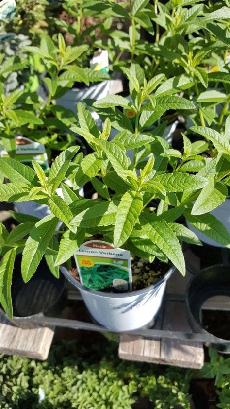 Lemon Verbena Aloysia Triphylla 1 Plants Ship In 3 Pot
