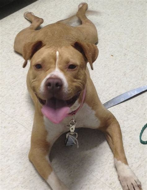 Friendly Pit Bull Terrier Waiting For A New Home