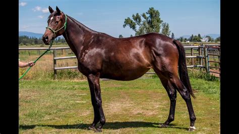 Polar Prospect Registered Thoroughbred 2yo Filly By Arctic For Sale