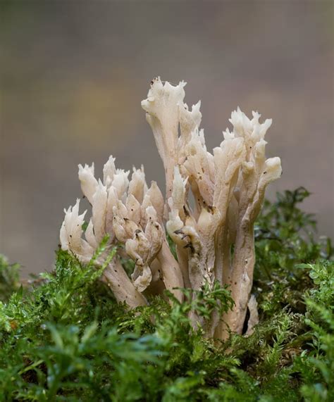 Grey Coral Fungus By Chase Ephotozine