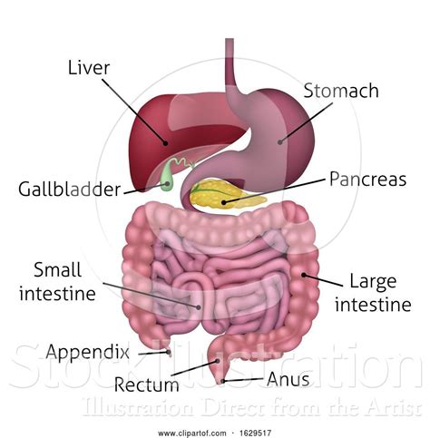 Diagram of the liver is illustrated in detail with neat and clear labelling. Vector Illustration of Gastrointestinal Digestive System and Labels by AtStockIllustration - #16183