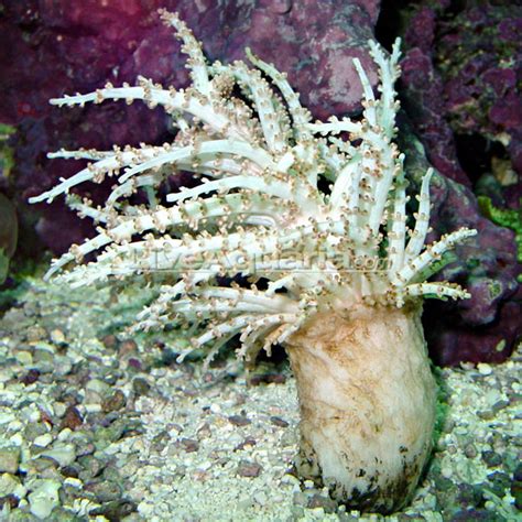 Christmas Tree Coral Saltwater Soft Corals