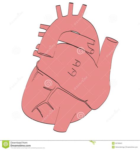 Image Of Human Heart Stock Image Image 35730941