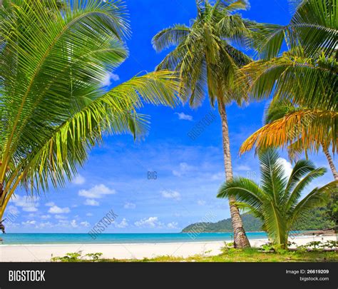 Palm Tree Forest On The Tropical Beach Near Sea Water With Sky