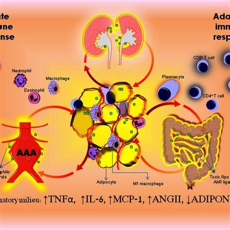 Obesity Induced Visceral Fat Inflammation Promotes End Organ Chronic