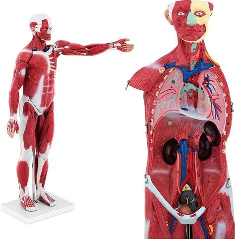 Teaching Model Toolshuman Muscle Model Unisex Teaching