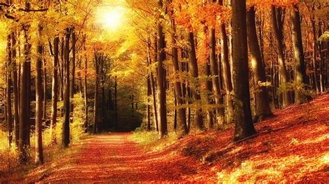 Photo Autumn Nature Parks Forests Trees 1366x768