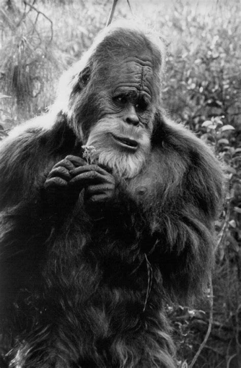 Harry Bigfoot Pictures Harry And The Hendersons Mythical Creatures