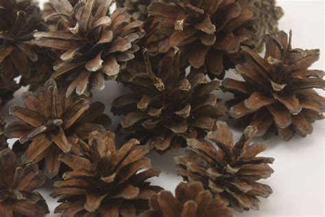 Lb Bulk Dried Natural Pine Cones Set From Baltic Seaside Etsy