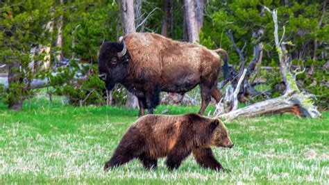 5 Endangered Animal Species Of Yellowstone National Park