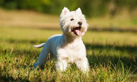 West Highland White Terrier Breed Characteristics And Care Bechewy